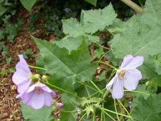 Corynabutilon vitifolium, flowers