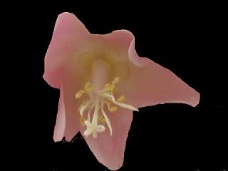 Dombeya x cayeuxii, flower