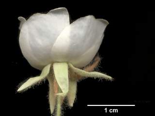 Domebeya species. side view of flower