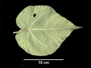 Domebeya species.leaf (under side)