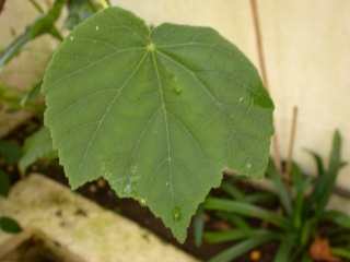 Dombeya burgessieae, leaf