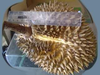 durian, whole fruit