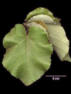 Eriolaena species, leaves
