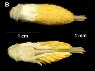 Eriolaena species, androecium and gynoecium