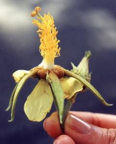 Eriolaena species, flower
