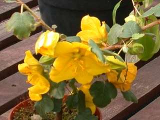 Fremontodendron californicum, flowers