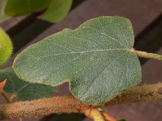 Fremontodendron californicum, leaf