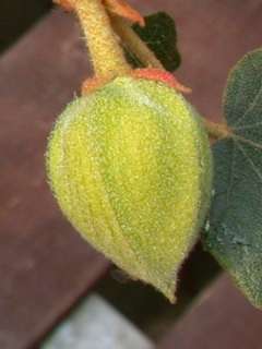 Fremontodendron californicum, flower bud