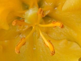 Fremontodendron californicum, style