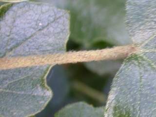 Fremontodendron californicum, petiole