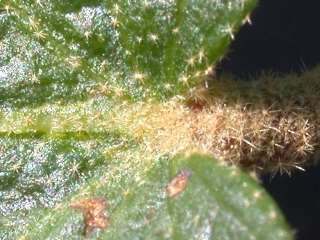 Fremontodendron 'California Glory', base of leaf (upper side)