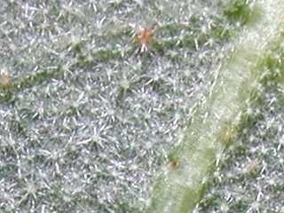 Fremontodendron 'California Glory', detail of underside of leaf