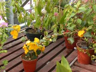 Fremontodendron californicum, flowering