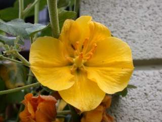 Fremontodendron 'California Glory', flower