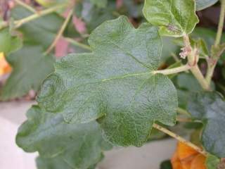 Fremontodendron 'California Glory', leaf