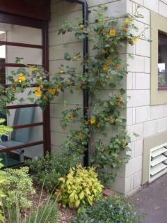 Fremontodendron 'California Glory'