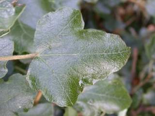 Fremontodendron californicum, leaf