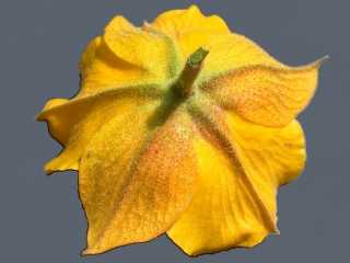 Fremontodendron 'California Glory', reverse of flower