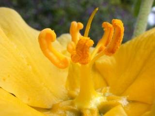 Fremontodendron 'California Glory', stamens and style