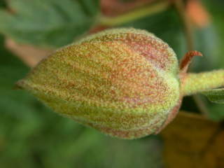 Fremontodendron 'California Glory', flower bud