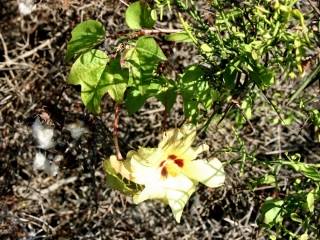 Gossypium darwinii, in flower