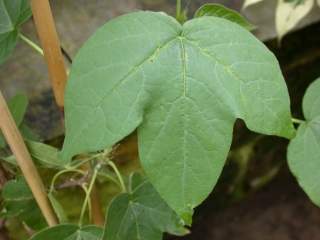 Gossypium arboreum, leaf