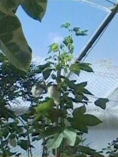 Gossypium arboreum