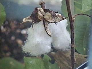 Gossypium herbaceum, open seed pods