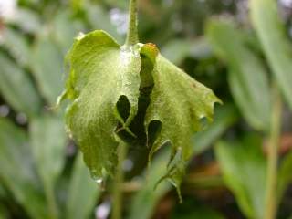 Gossypium arboreum, seed pod