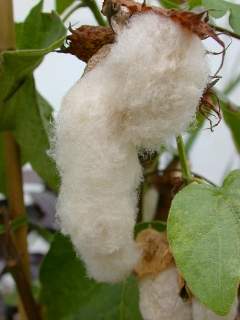 Gossypium arboreum, open seed pod