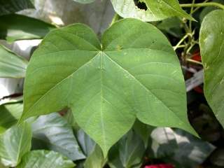 Gossypium herbaceum, leaf