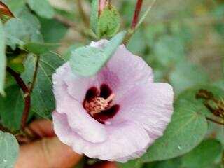Gossypium sturtianum, flower