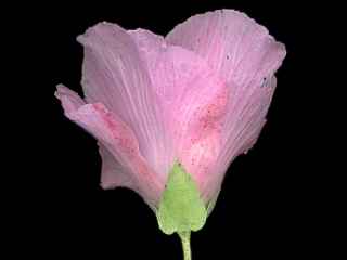 Gossypium sturtianum, flower (side view)