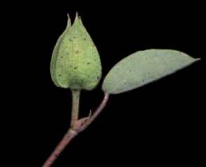 Gossypium sturtianum, flower bud