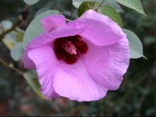 Gossypium sturtianum, flower