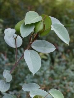 Gossypium sturtianum, foliage and flower bud