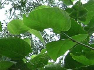 Grewia crenata, leaves