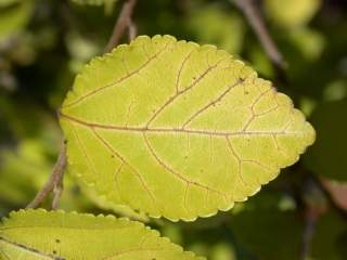 Grewia occidentalis, leaf