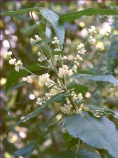 Gynatrix pulchella, inflorescence