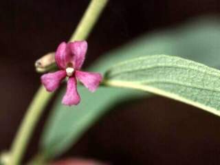 Helicteres cana, flower