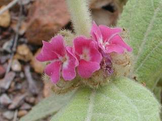 Helicteres species Glenbuckie, flowers