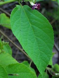 Helicteres hirsuta, leaf