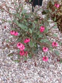 Hermannia stricta, in flower