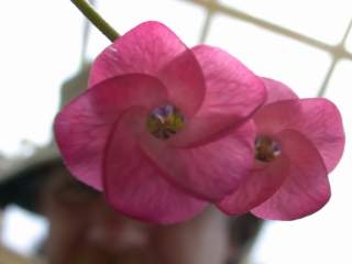 Hermannia stricta, flowers