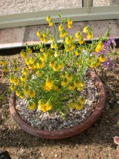 Hermannia pulchella, in flower