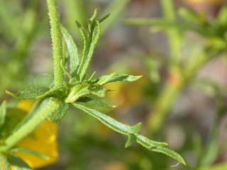 Hermannia pulchella, foliage