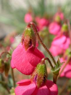 Hermannia stricta, flower