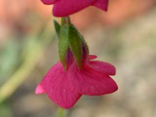 Hermannia stricta, flowers