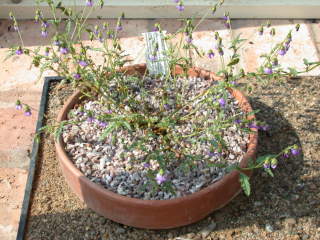 Hermannia erodioides, in flower