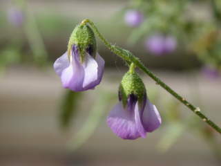 Hermannia erodioides, flowers